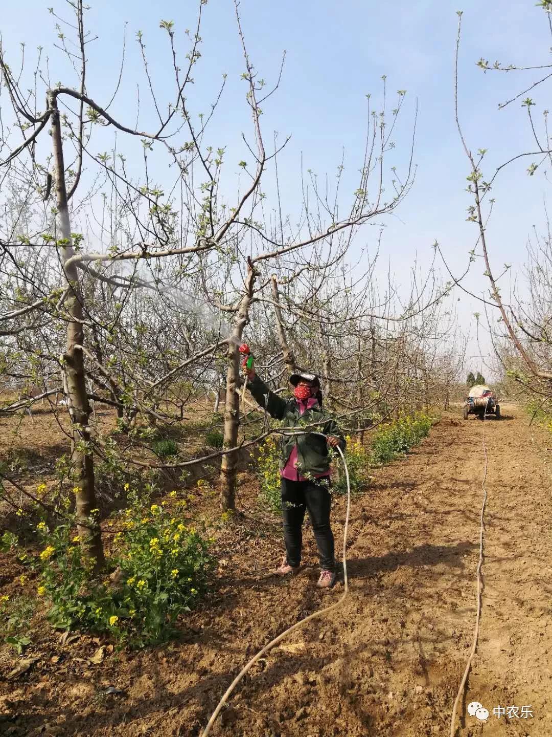 果树从开花到授粉多长时间,果树从开花到落花需用多少时间