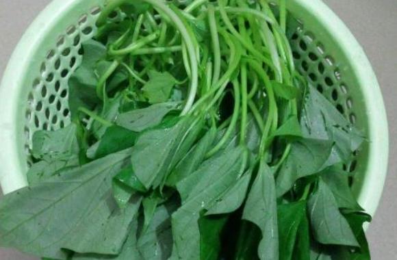 芦笋阳台种菜,菜园怎么种芦笋