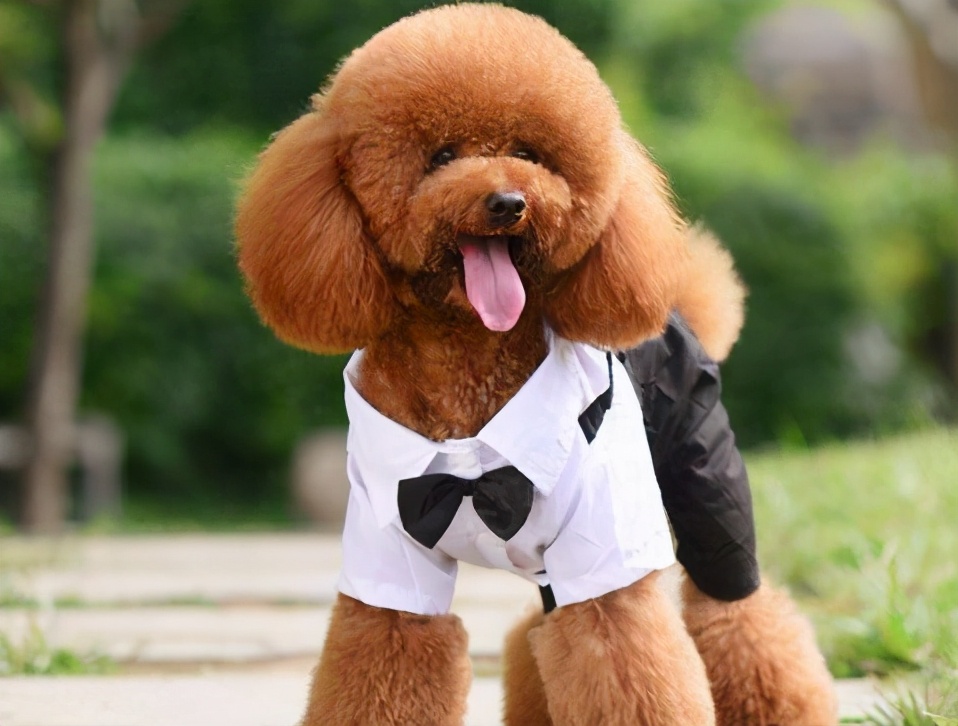 泰迪犬几种颜色最好,什么颜色的泰迪犬最贵最好