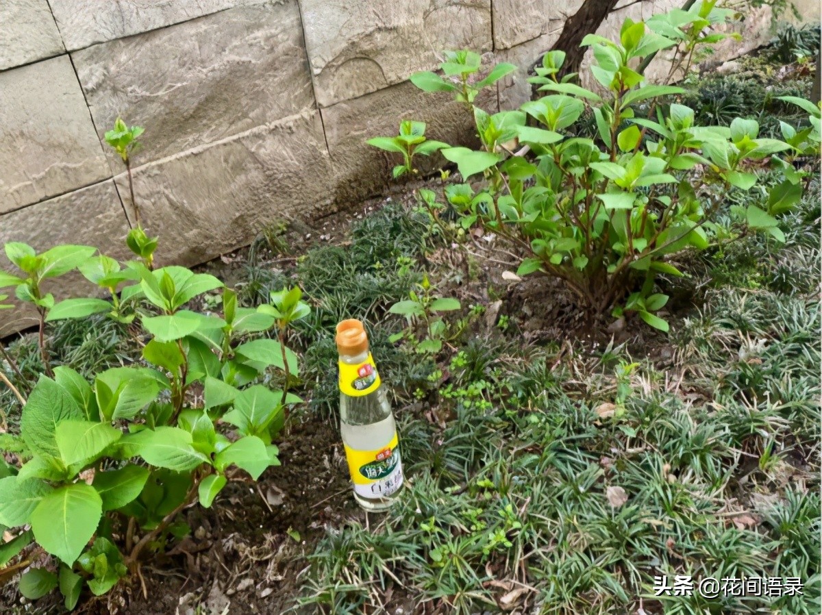 万花镜梦幻蓝调色,万华镜绣球花哪个颜色最好看