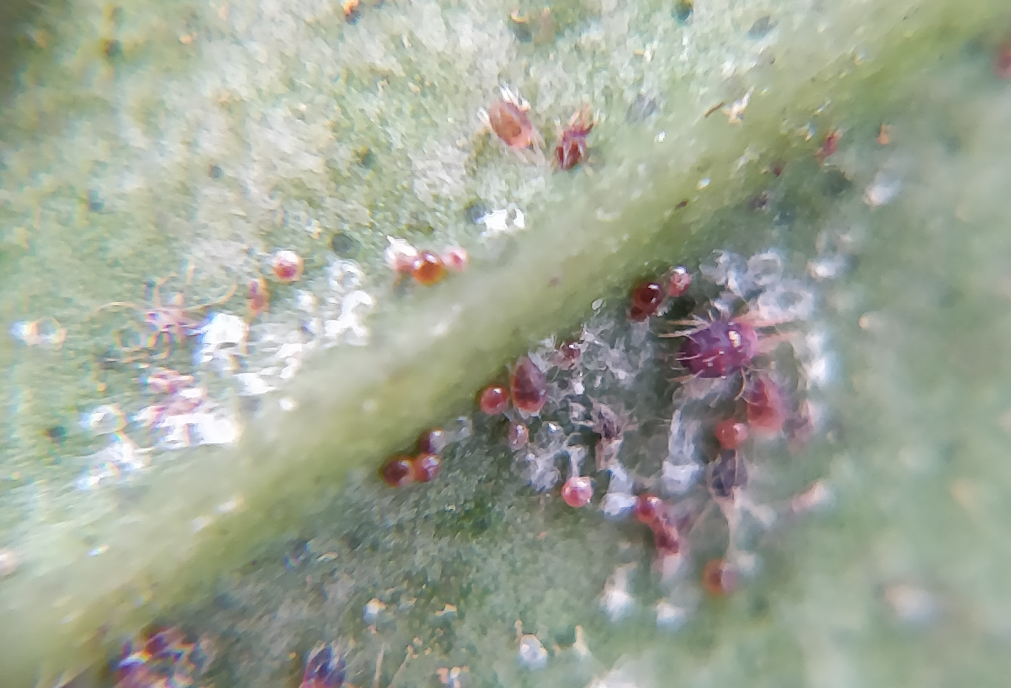 红蜘蛛反复杀也杀不完,红蜘蛛究竟能不能彻底消灭