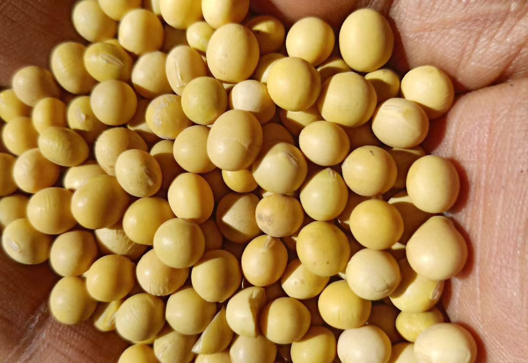 大豆价格创新高！多地突破3.5，2月份能“破4”吗？