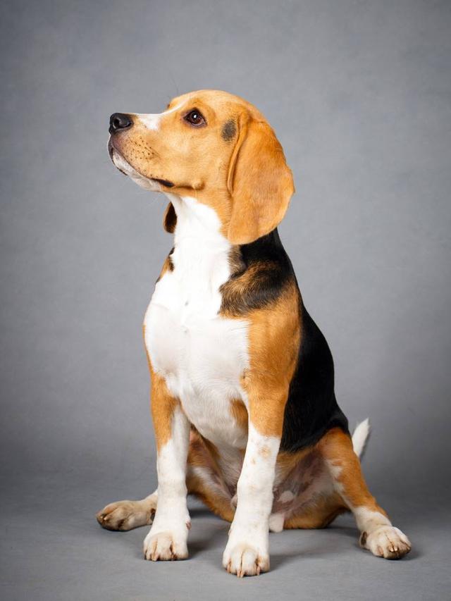 养狗需要注意的事你知道吗,养狗必须知道哪些知识