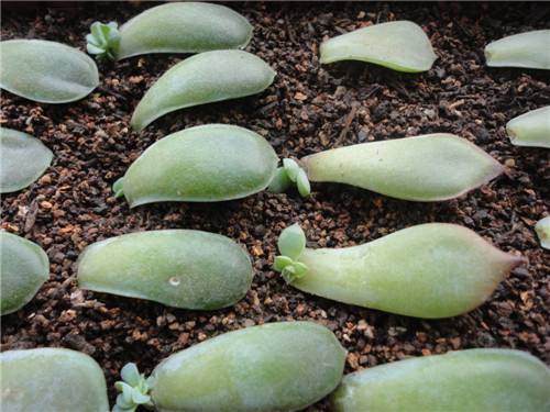 叶插后叶子怎么办,叶插出芽后怎么处理