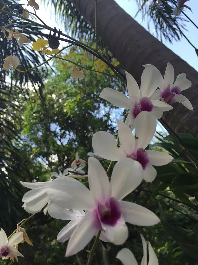 海南三亚旅游攻略三日游,海南三亚三日自由游