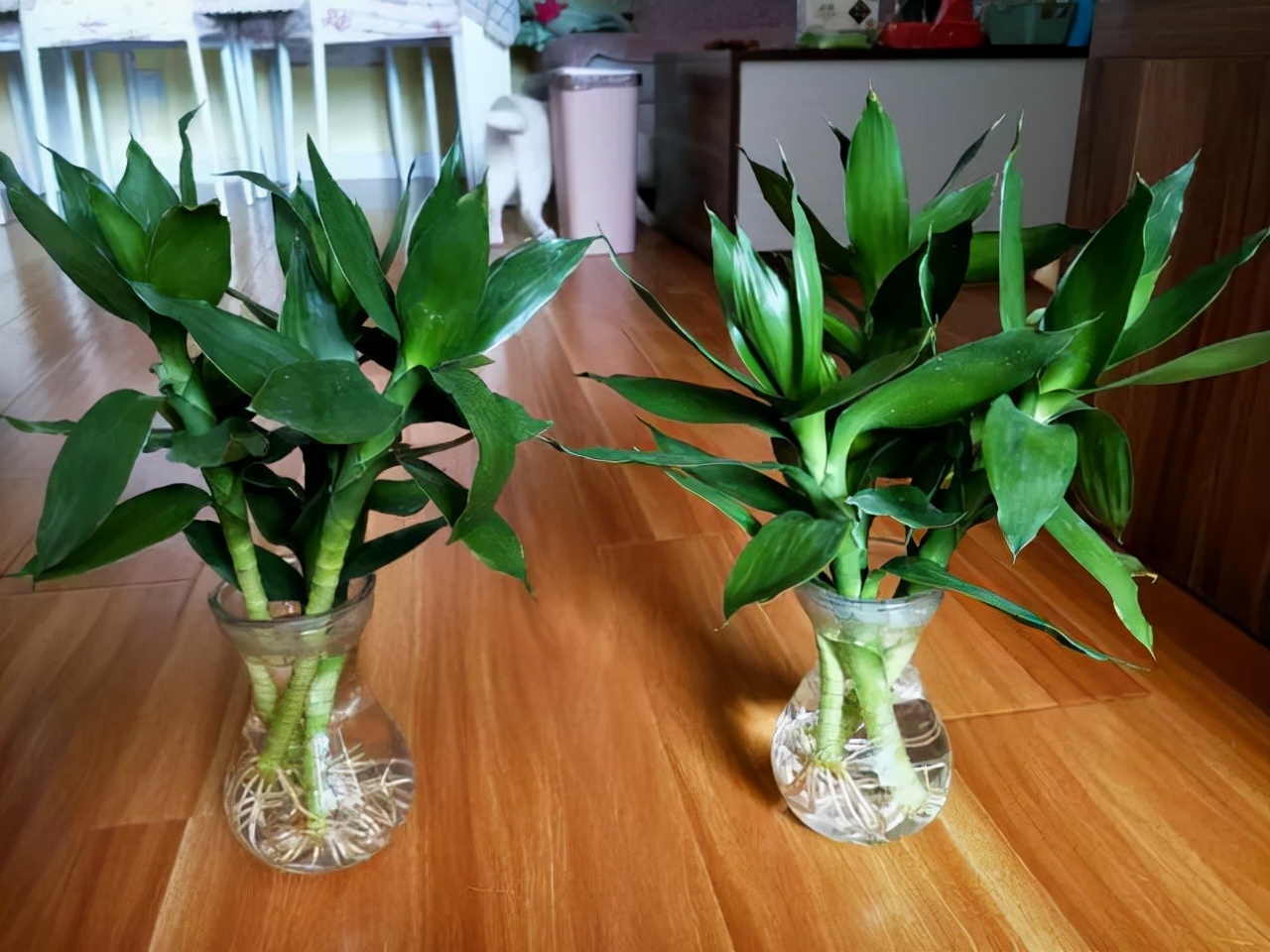 水培富贵竹生根快的方法和技巧,水培富贵竹用什么才能让它生根