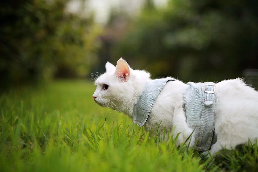 辟谣不能养猫,辟谣猫狗