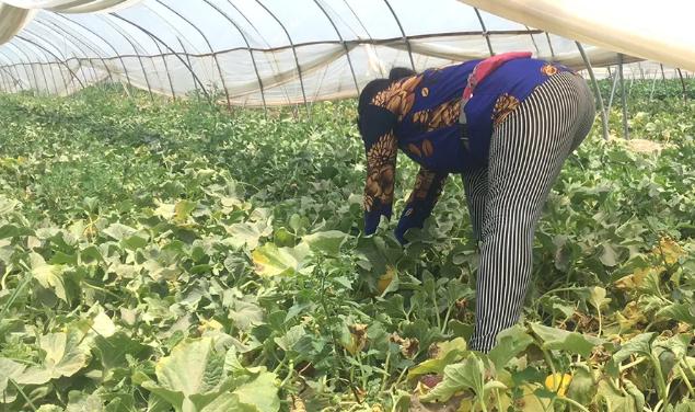 30万斤黄金蜜瓜卖不动！这甜蜜的烦恼，让散户果农们苦不堪言