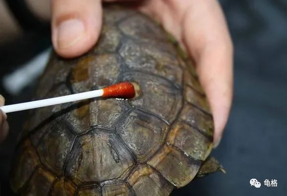 乌龟腐皮怎么用聚维酮碘药浴,聚维酮碘治疗乌龟腐皮需要泡多久