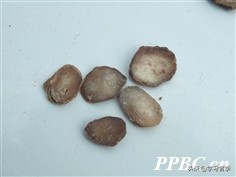 抗癌十味方,抗癌草药十大名方