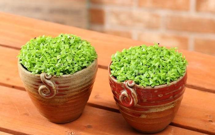 姘存灉鏋滄牳涓嶈鎵旂泦鏍界璧锋潵,涓夌姘存灉绫戒笉鑳芥斁鐩嗛噷