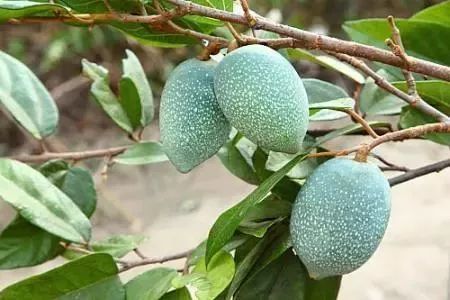 一起来看水果传——爱玉子,可可,嘟柿,你都见过吗?