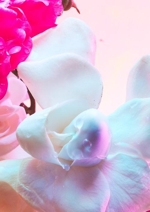 宝格丽繁晶女士香水彩色,宝格丽色彩缤纷香水