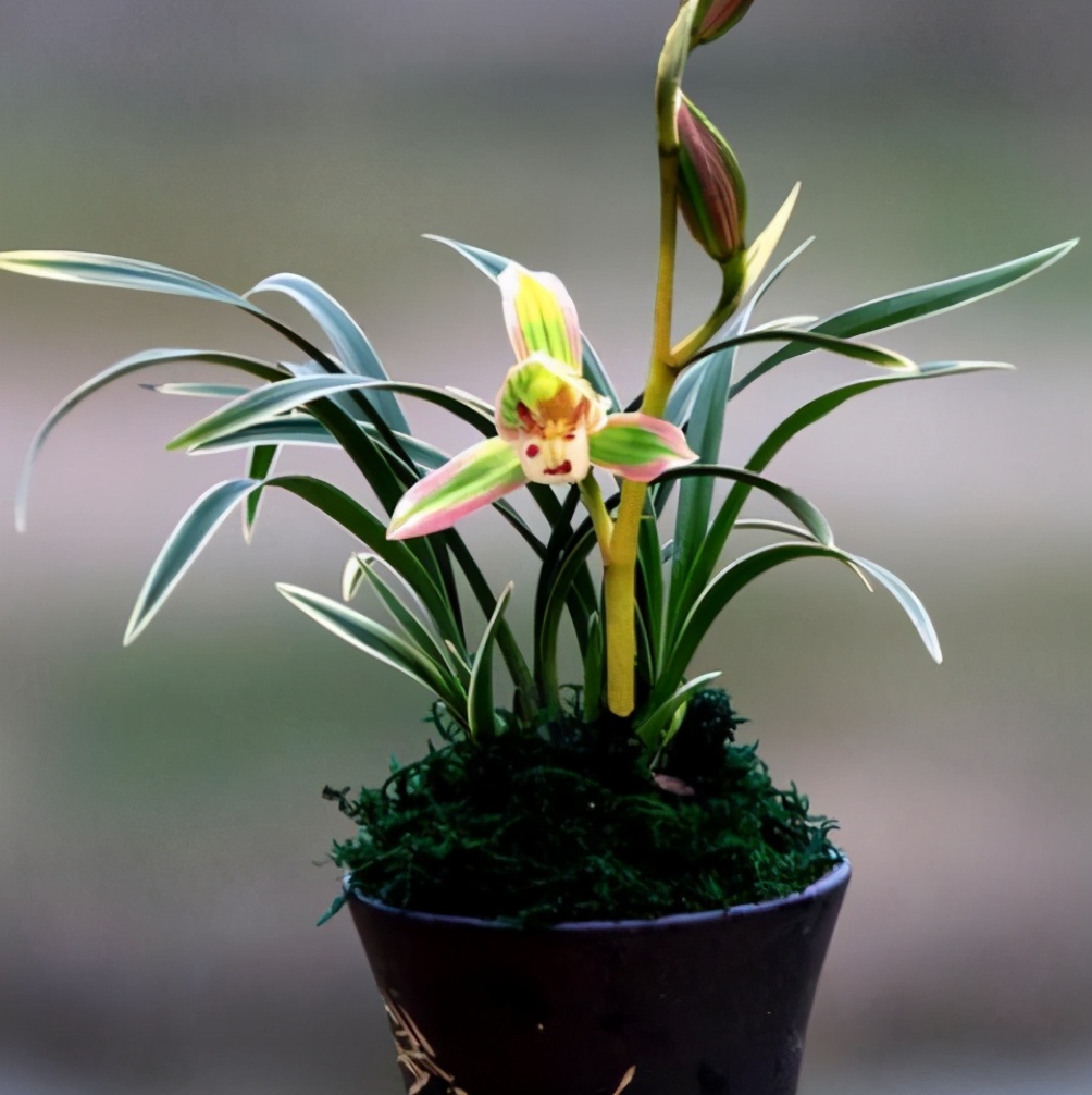 兰花图片及品种金边兰,兰花界的扛把子花色神秘叶带金边