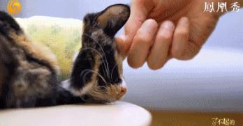 8.1国产良心,分分钟救你「狗命」