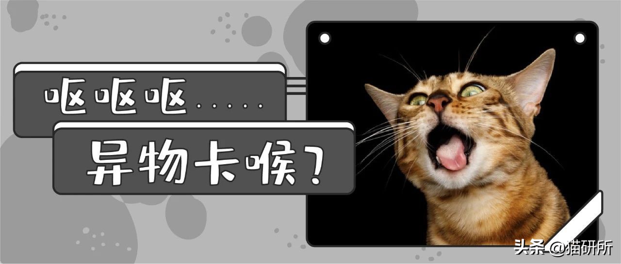 如果猫咪身体有异物会是什么表现,20个信号判断猫咪是否吞食异物