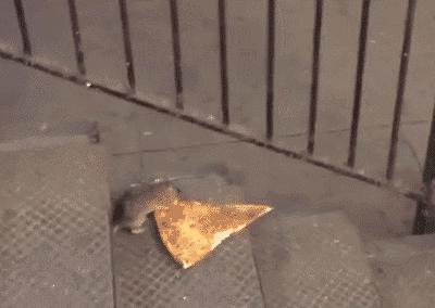 人类为何会如此害怕老鼠,为什么怕老鼠类的动物