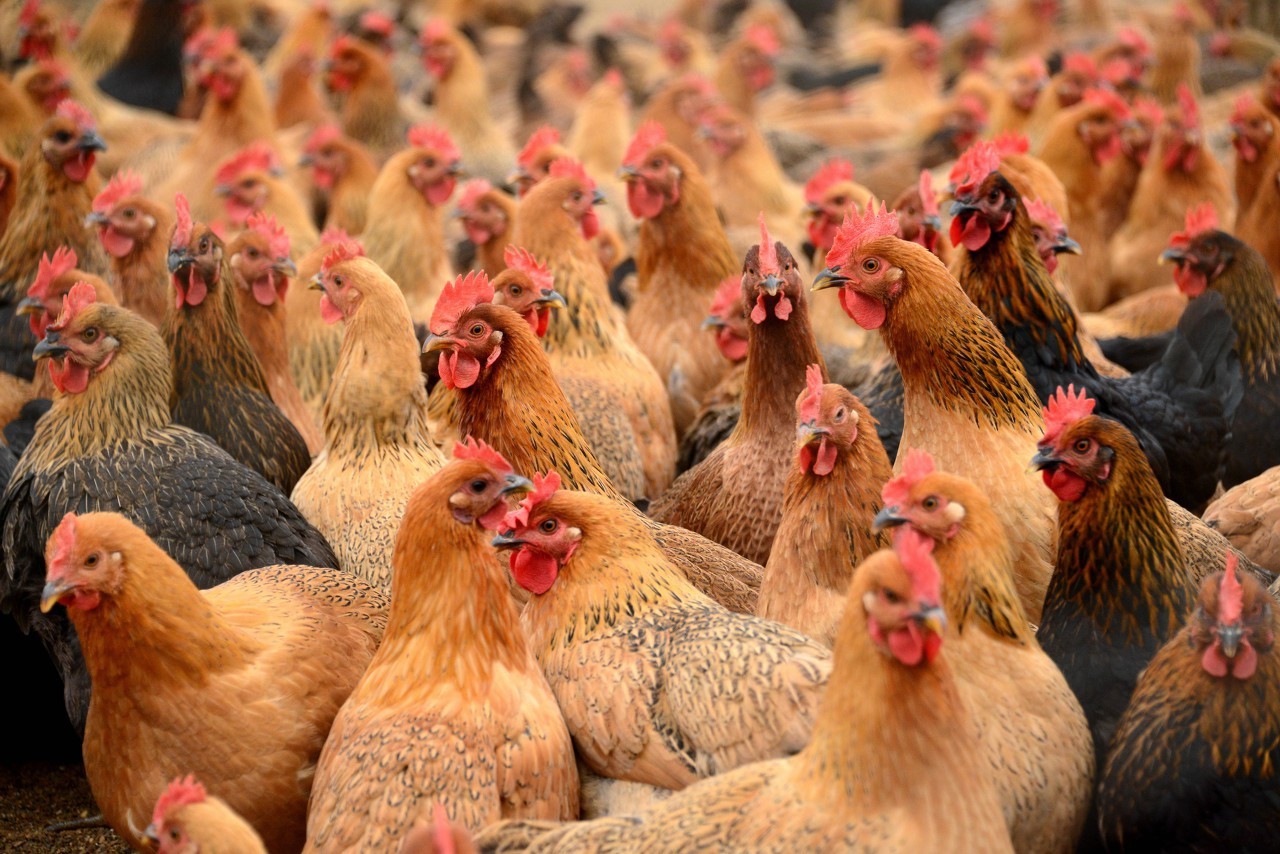 养鸡给鸡吃什么预防药,养鸡喂什么药可以预防病毒