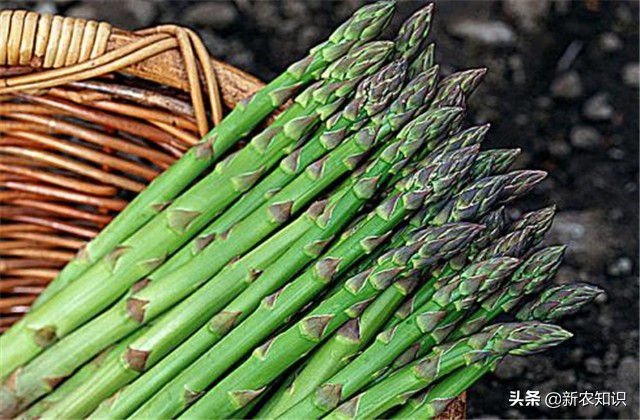 芦笋的种植方法详细教程,芦笋的种植方法和技巧