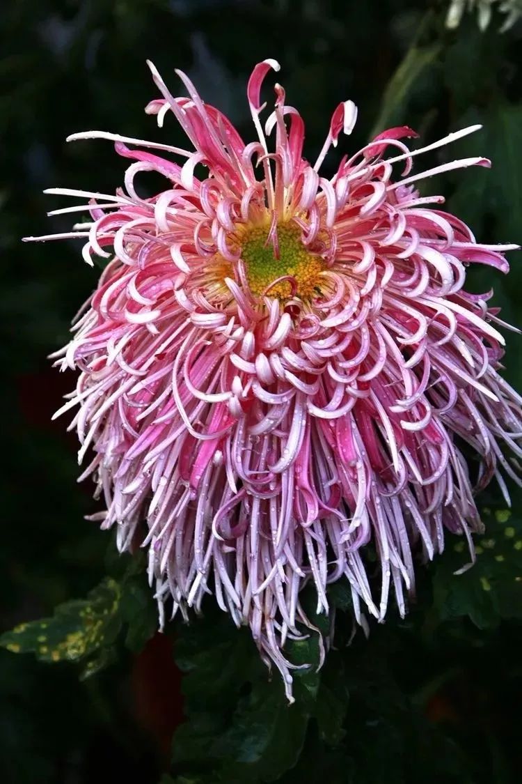 花中四君子菊花国画用笔,花中四君子菊花高清图片