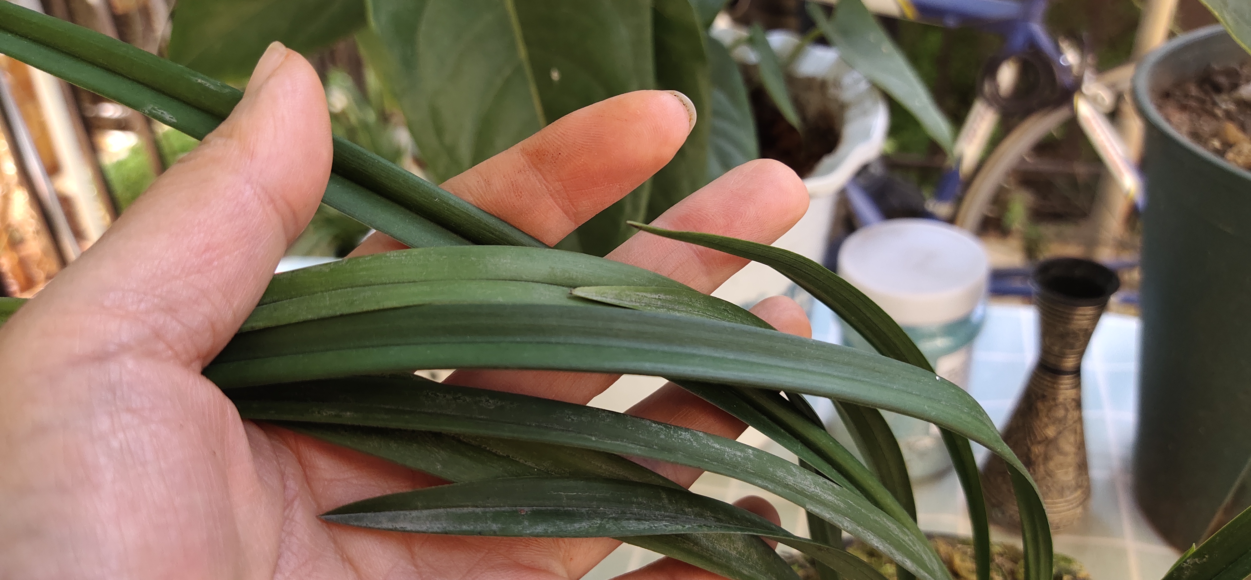 兰花叶子不墨绿是怎么回事,兰花怎么越养叶子越少