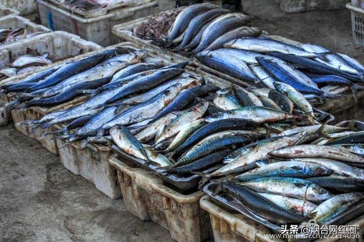 烟台莱阳海鲜早市,烟台老红利市场早市
