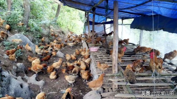 深山老林养鸡全过程,林下养鸡需要具备什么条件