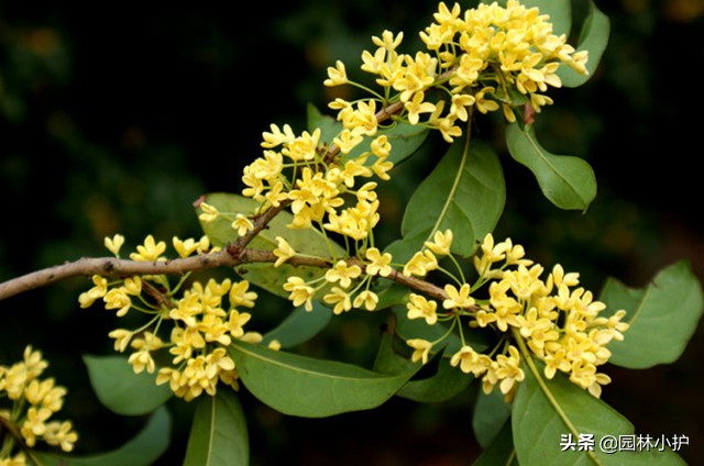 十大名花及其花语,世界上十大名花的花语