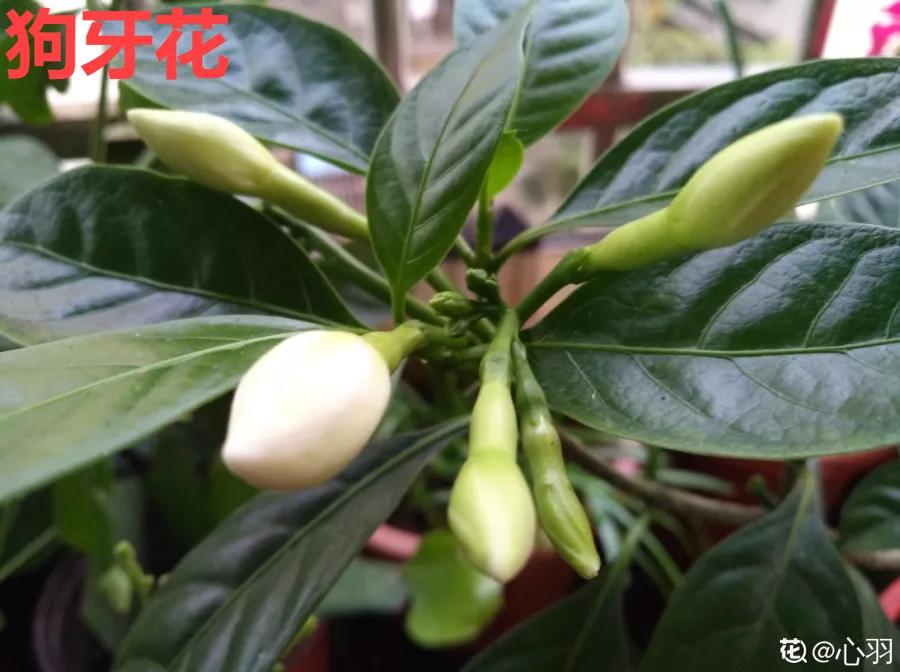 教你如何避开假货买到真品,一张图告诉你怎样分辨假货