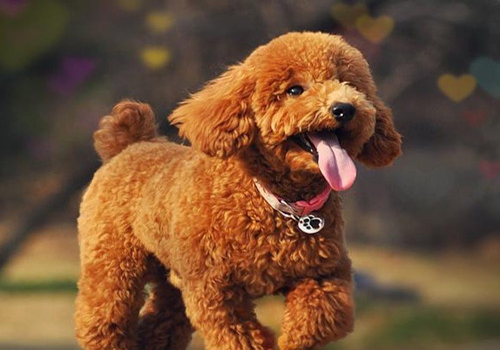 「养狗经验」狗狗尿尿有血怎么回事？狗狗尿血的三大原因