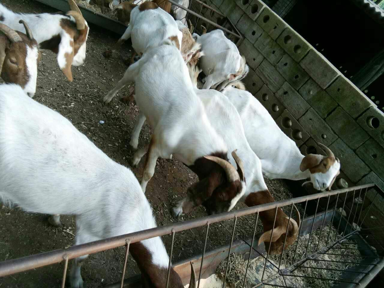 山羊咳嗽是怎么回事,波尔山羊反复发烧咳嗽