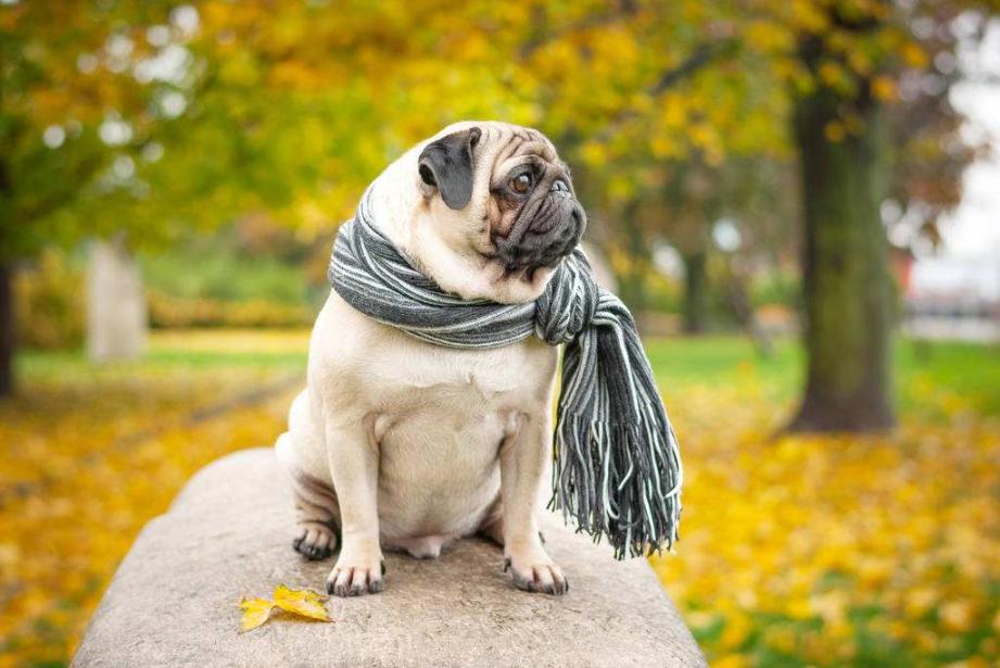 狗狗喜欢吃墙灰怎么回事,你家狗狗总喜欢咬你的手指