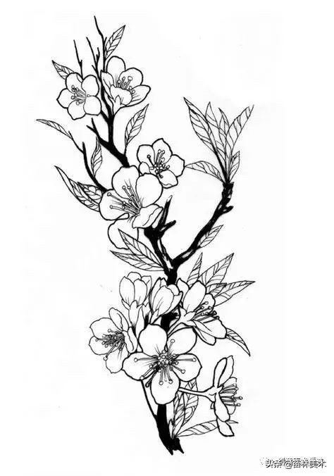 工笔花卉线稿和色稿,花卉白描线稿