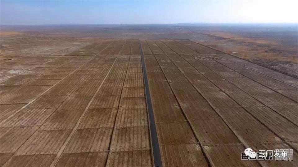 甘肃玉门枸杞项目,甘肃玉门的枸杞怎么样