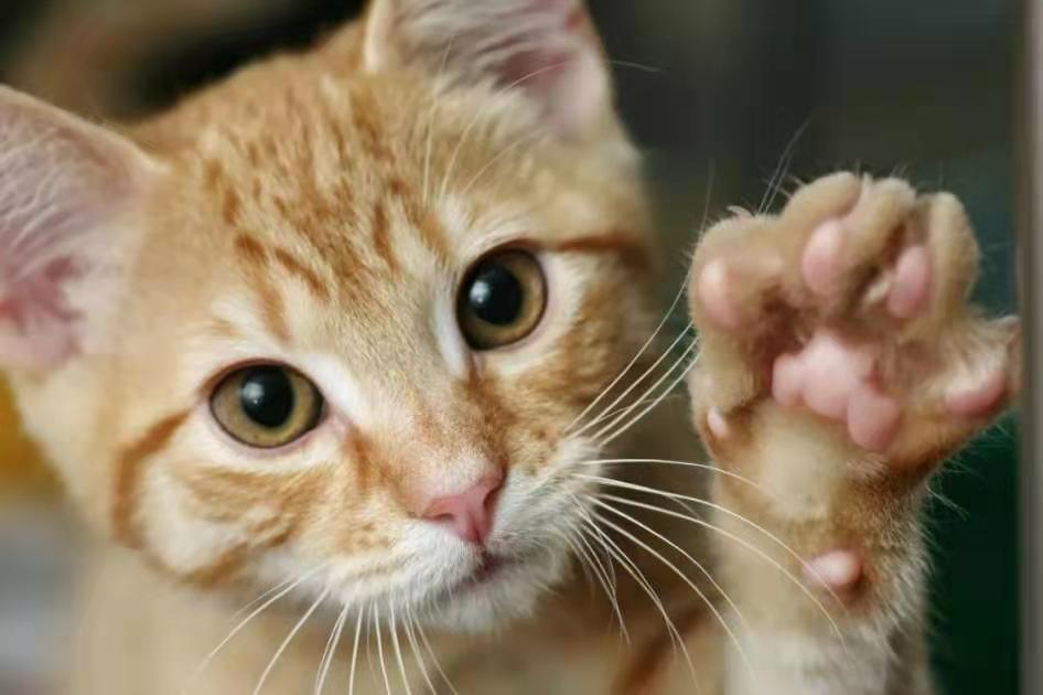 *草烟**微语丨昨夜今晨*草烟**事04.232021