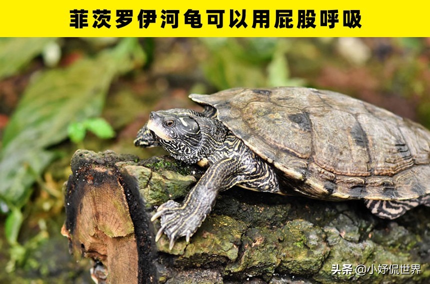 冷知识大揭秘我的世界,真实存在的奇怪冷知识