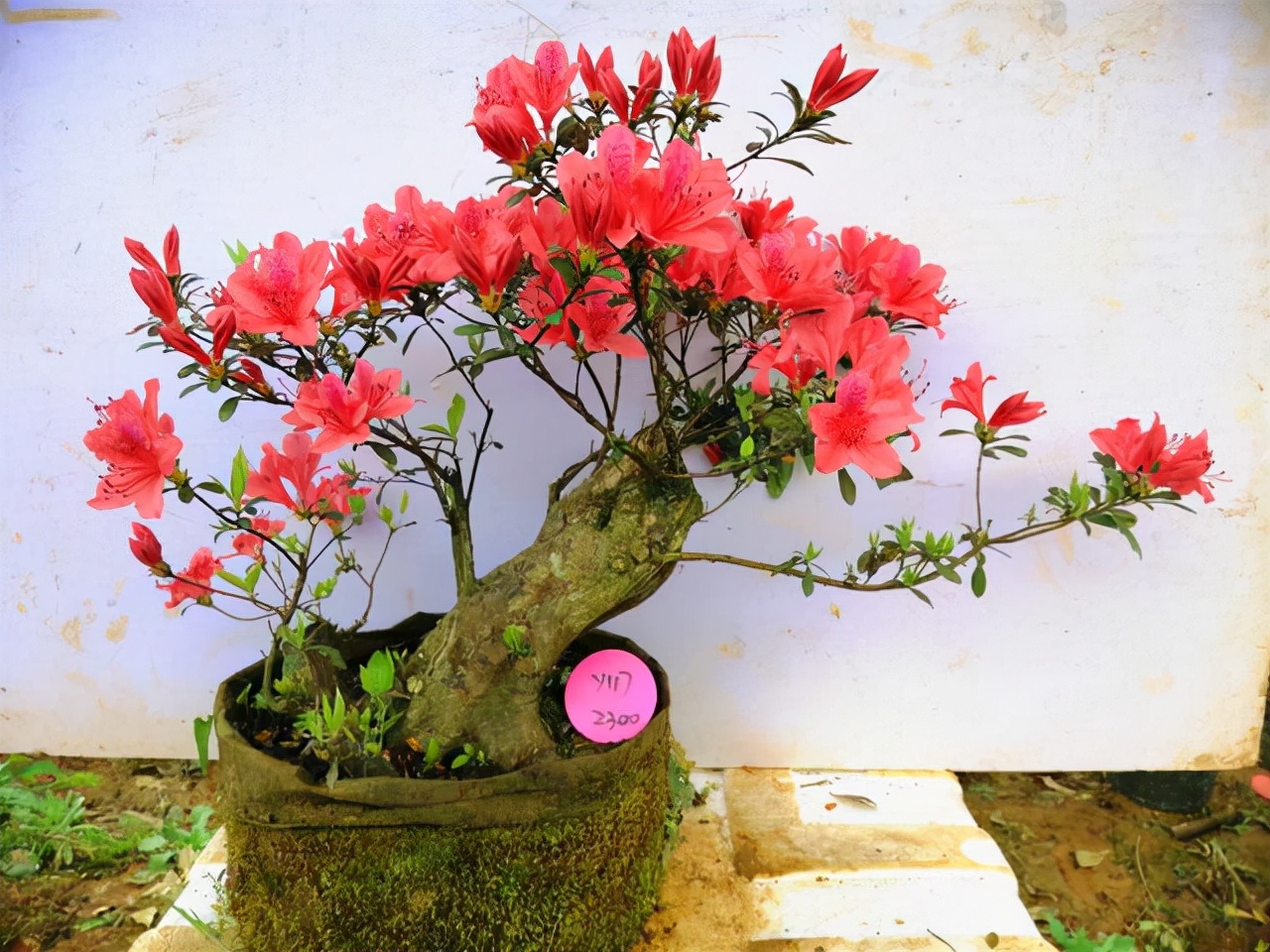 哪些花卉爱阳光浓香好养,喜阴凉的花卉都有哪些好养的