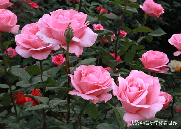 中国各城市市花图片简介,各个城市的市花有哪些