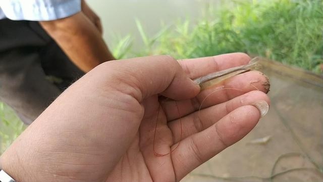 南美对虾肠炎怎么预防,纳米银可以治疗南美白对虾肠炎吗