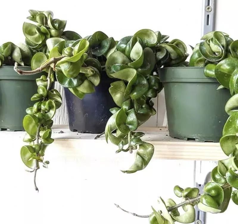 94种常见唯美观叶植物,会开花的绿色硬叶植物