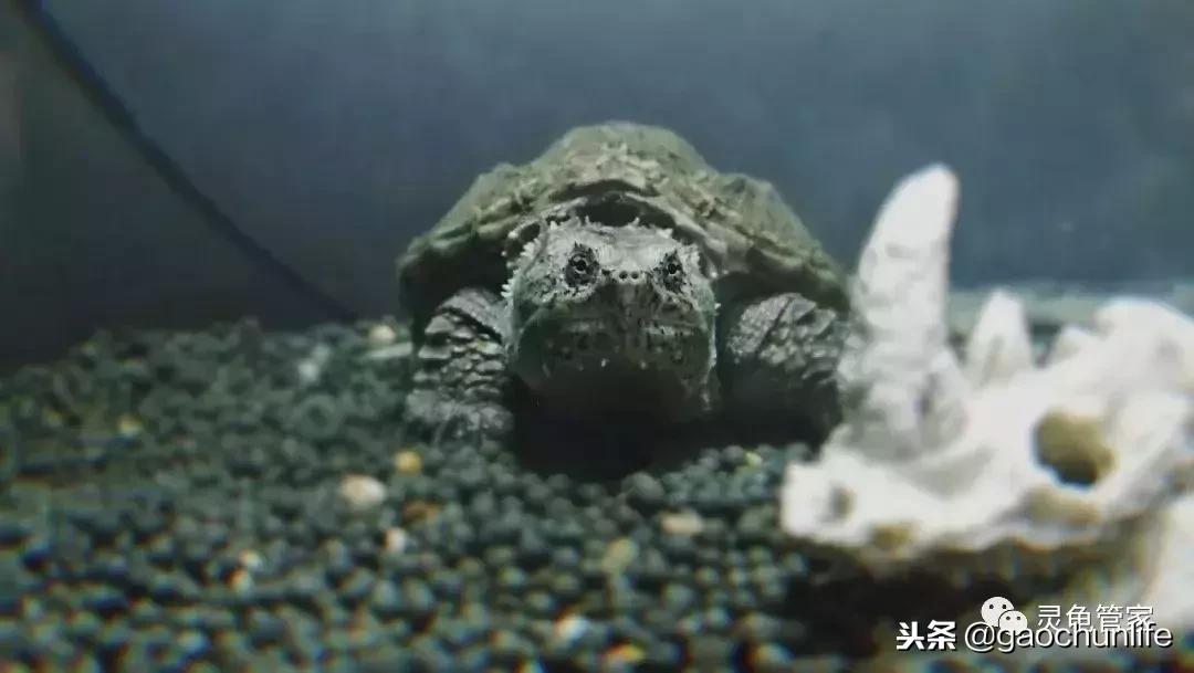 龟不痛不痒有点出血水,龟不伸头无力