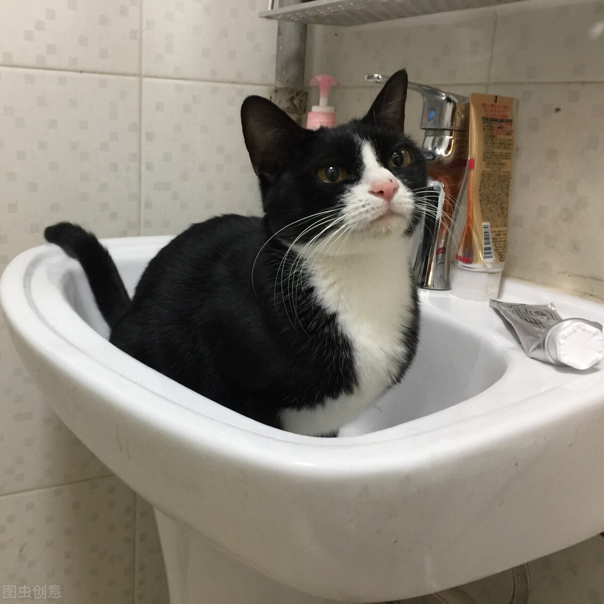 中华田园猫的品种介绍和图片大全,中华田园猫跟宠物猫哪个更聪明