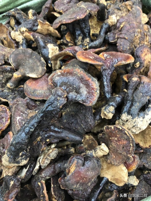 野生赤灵芝直播间,野生赤灵芝怎么吃