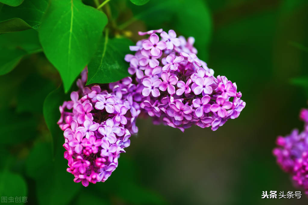 丁香花抒情散文,丁香花散文唯美