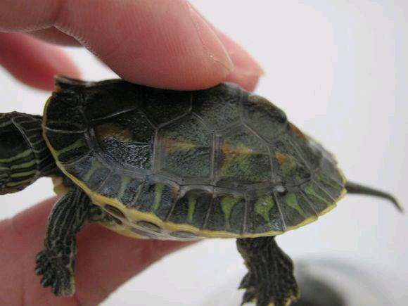 小乌龟浮水没精神怎么办,小乌龟不吃东西怎么办