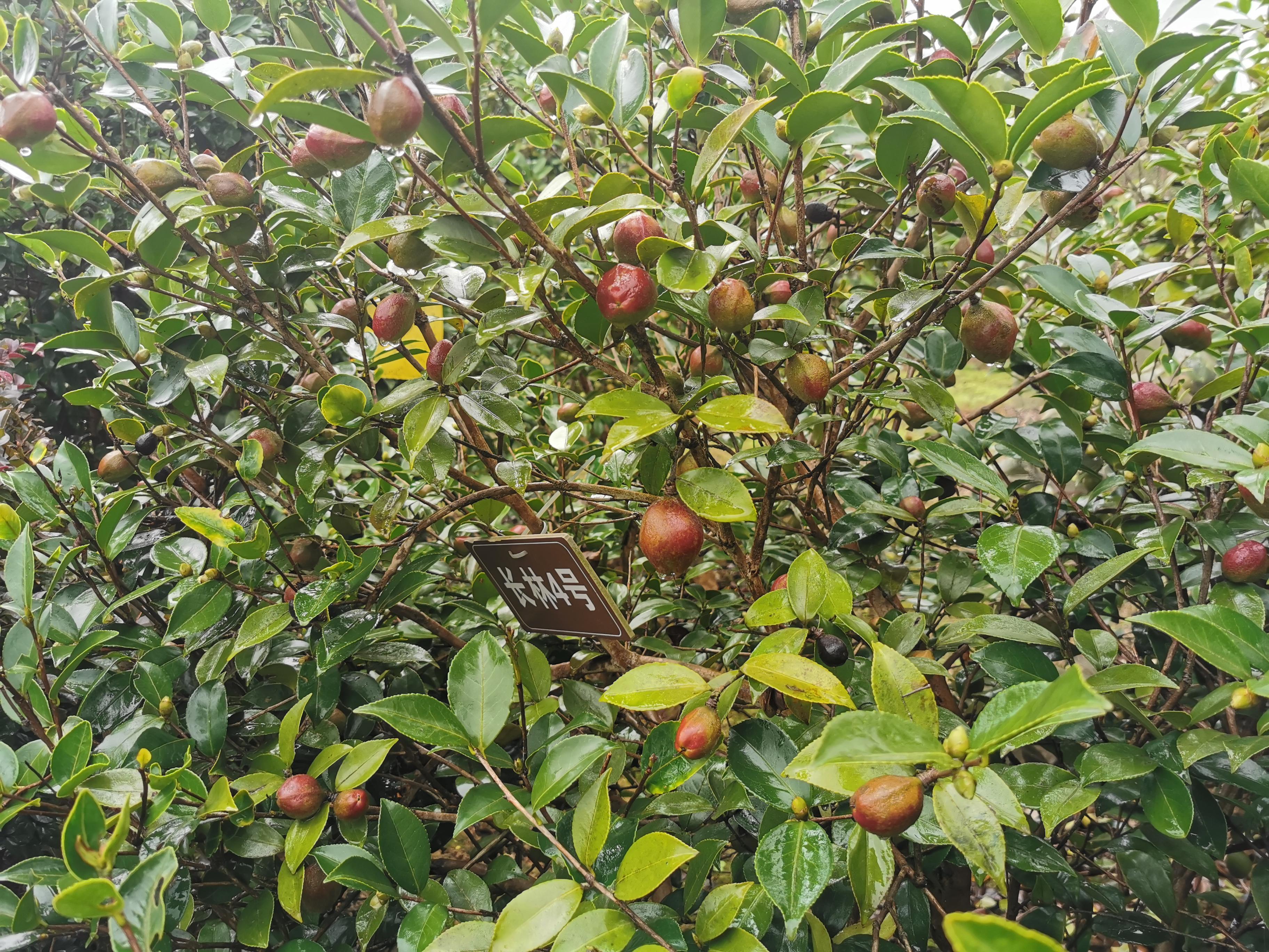 中国油茶之乡,中国油茶之乡玉屏