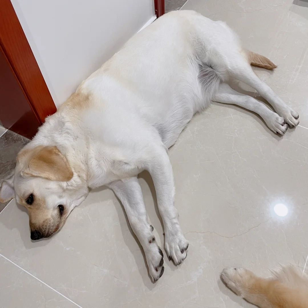 怎么养拉布拉多毛会好,怎么养拉布拉多的方法大全