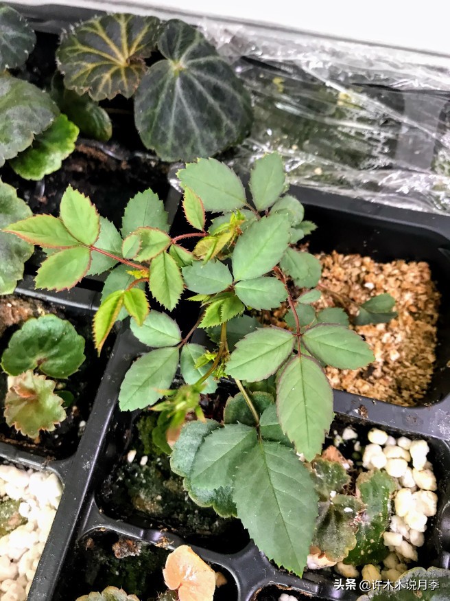 种了月季遇到下雨会不会淹死,月季被尿浇死怎么补救