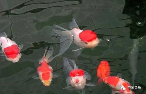 家庭养金鱼十大禁忌,家中养金鱼怎么处理粪便