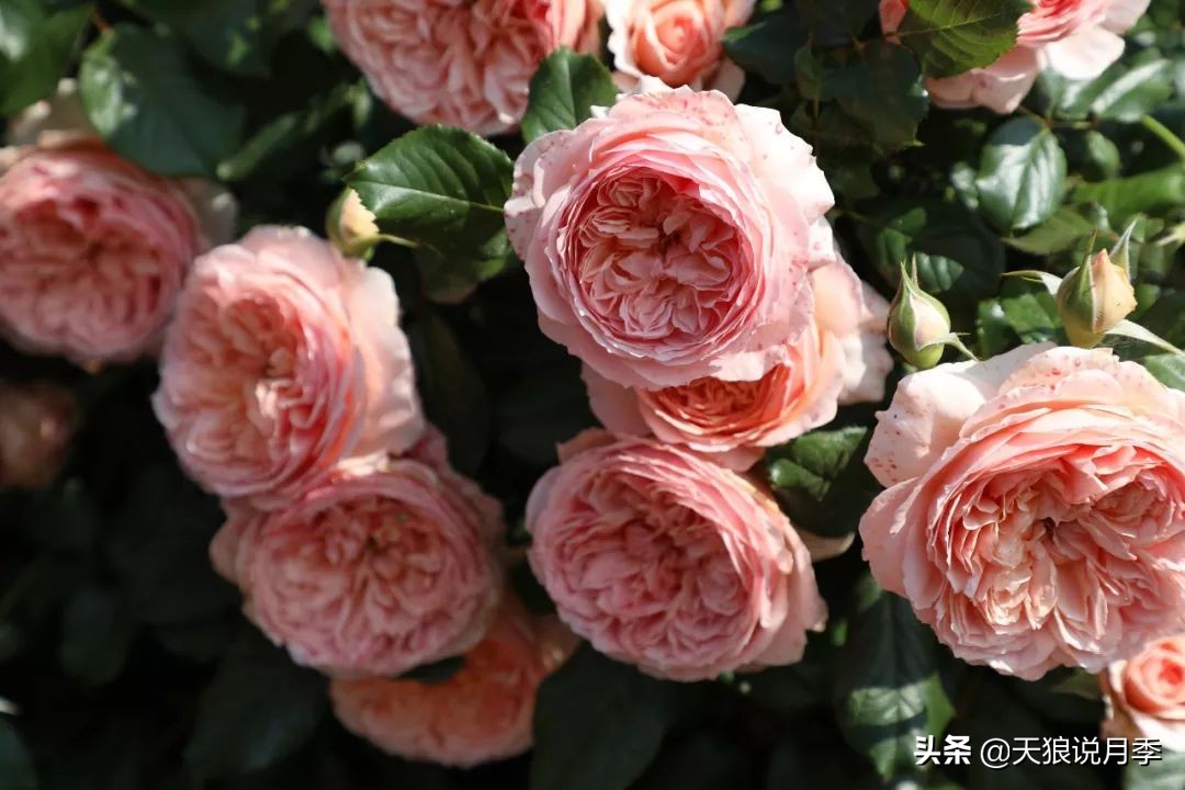 四月最浪漫的蔷薇花,最浪漫的四月花